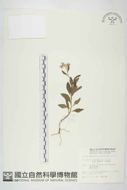 一枝香藏品圖，第3張