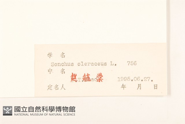苦滇菜、苦菜藏品圖，第3張