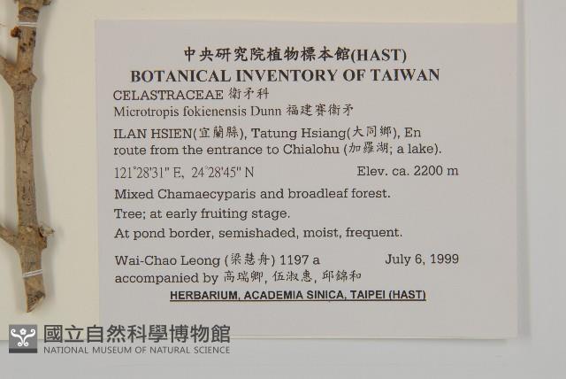 福建賽衛矛、福建假衛矛藏品圖，第2張