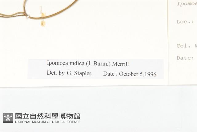 銳葉牽牛藏品圖，第3張