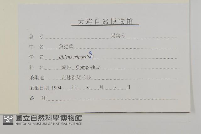 狼把草藏品圖，第3張