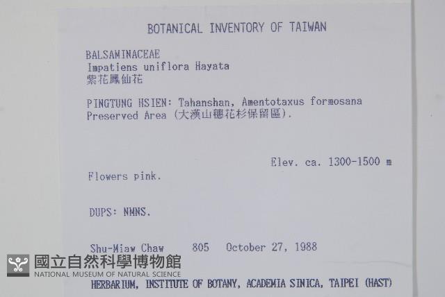 紫花鳳仙花藏品圖，第2張