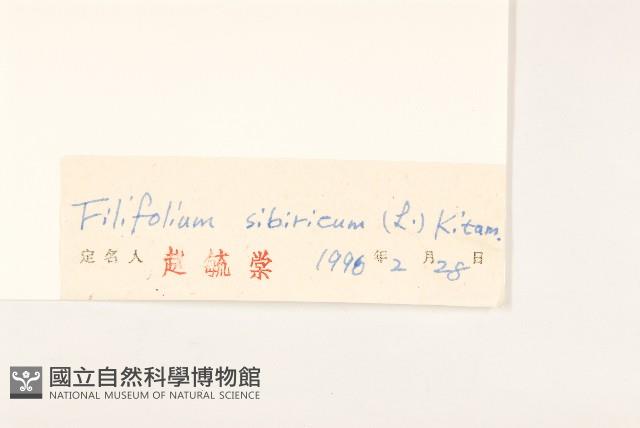 線葉菊藏品圖，第3張