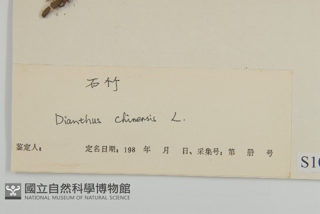石竹、洛陽花、剪絨花藏品圖，第3張