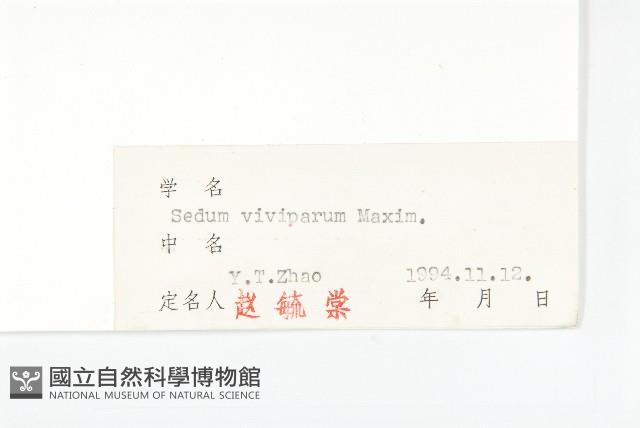 珠芽景天藏品圖，第3張