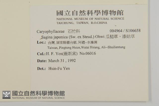 瓜槌草、漆姑草藏品圖，第2張