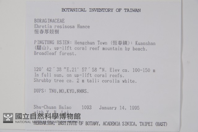 恆春厚殼樹藏品圖，第2張