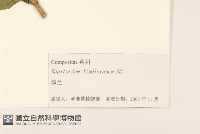 林氏澤蘭藏品圖，第3張