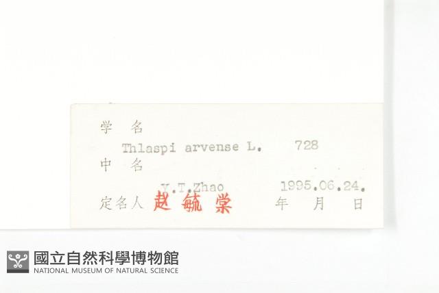 凹果菥蓂、遏藍菜藏品圖，第3張