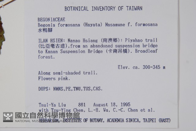 水鴨腳藏品圖，第2張