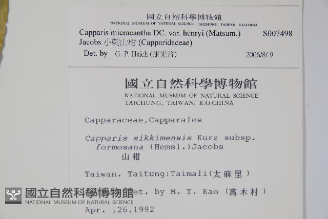 小刺山柑藏品圖，第2張