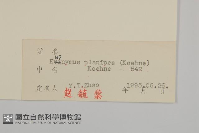 短翅衛矛藏品圖，第3張