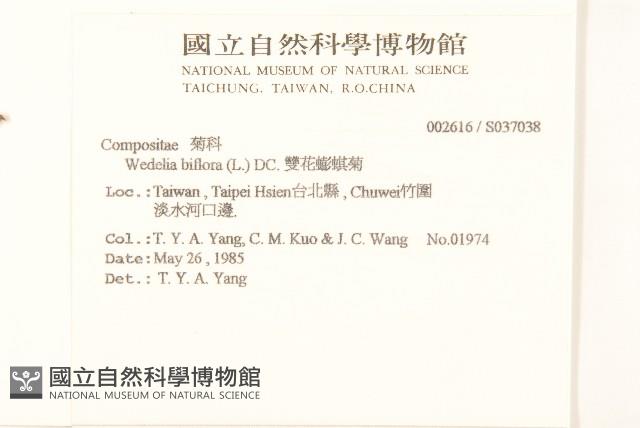 雙花蟛蜞菊藏品圖，第2張