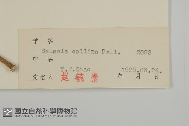 豬毛菜藏品圖，第3張