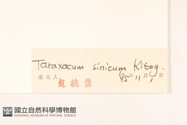 華蒲公英藏品圖，第3張