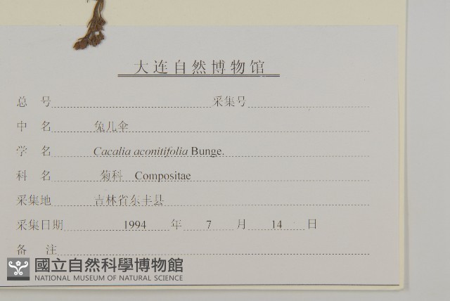 免兒傘藏品圖，第3張