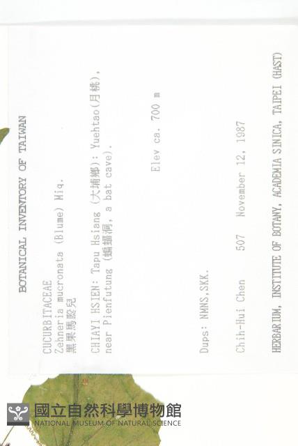 黑果馬交兒藏品圖，第2張