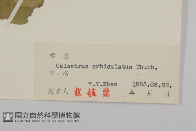 南蛇藤藏品圖，第3張