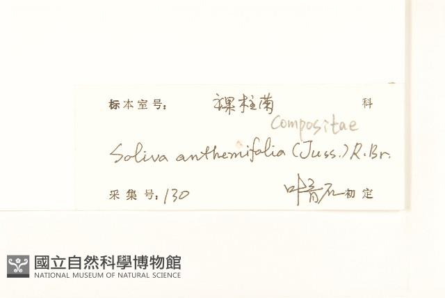 假吐金菊藏品圖，第3張