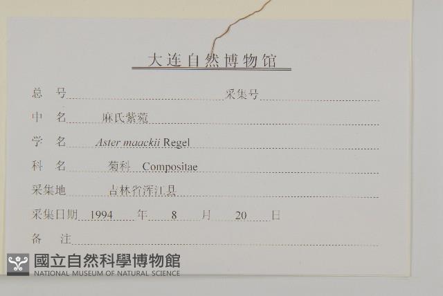 圓苞紫菀藏品圖，第3張