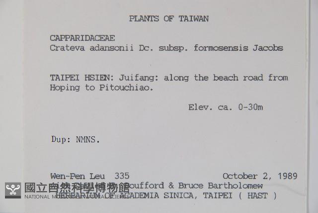 魚木藏品圖，第2張