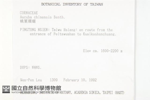 桃葉珊瑚藏品圖，第2張