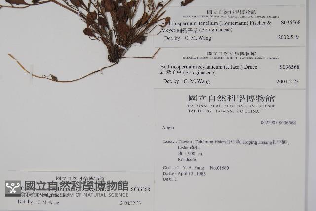 細纍子草藏品圖，第2張