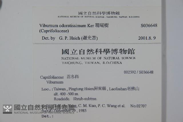 珊瑚樹藏品圖，第2張