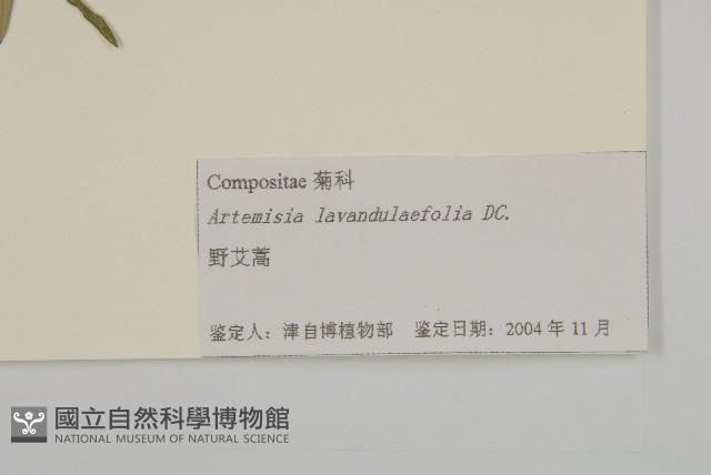 野艾蒿藏品圖，第3張