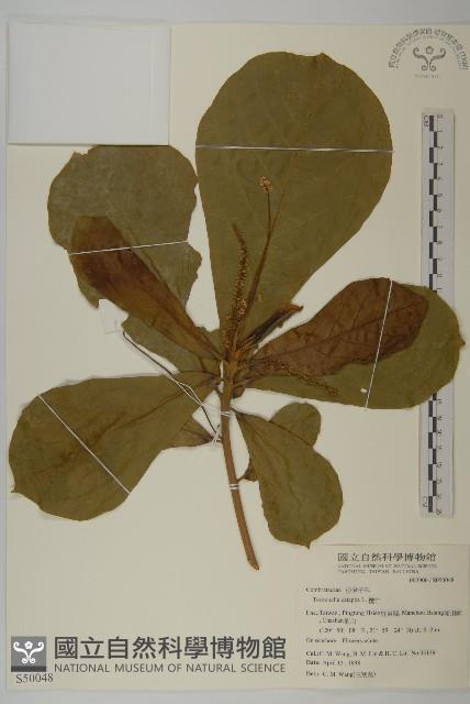 球序卷耳藏品圖，第3張