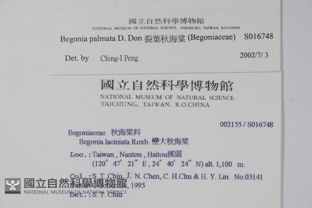 裂葉秋海棠藏品圖，第2張