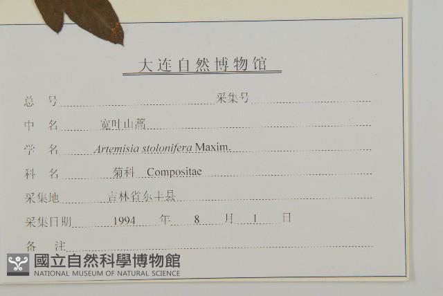 寬葉山蒿藏品圖，第3張