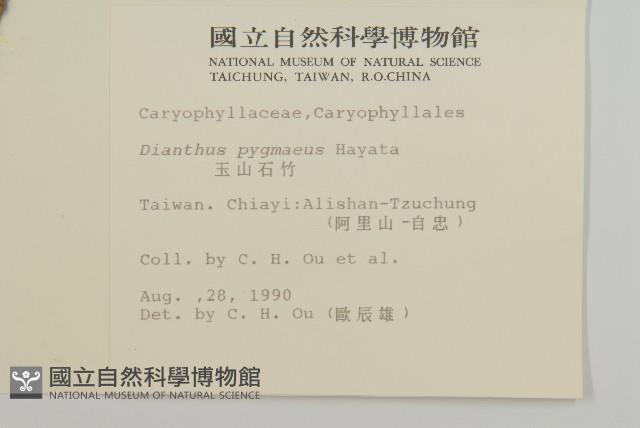 玉山石竹藏品圖，第2張