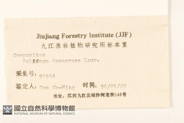 一枝黃花藏品圖，第3張