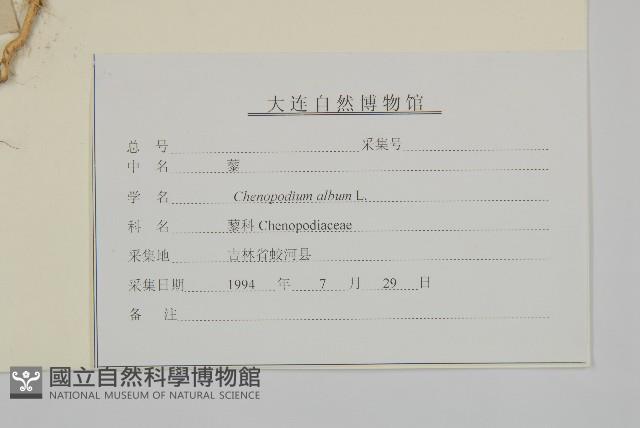 藜、灰藜藏品圖，第3張