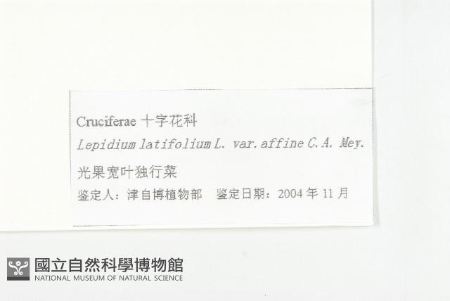 光果寬葉獨行菜藏品圖，第3張