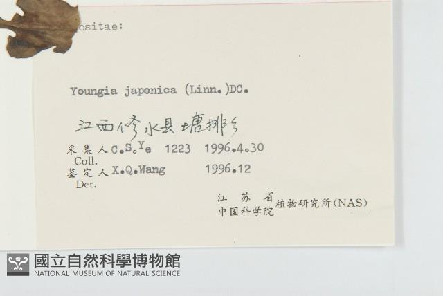 黃鵪菜藏品圖，第3張