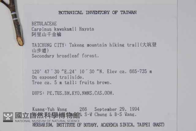 阿里山千金榆藏品圖，第2張