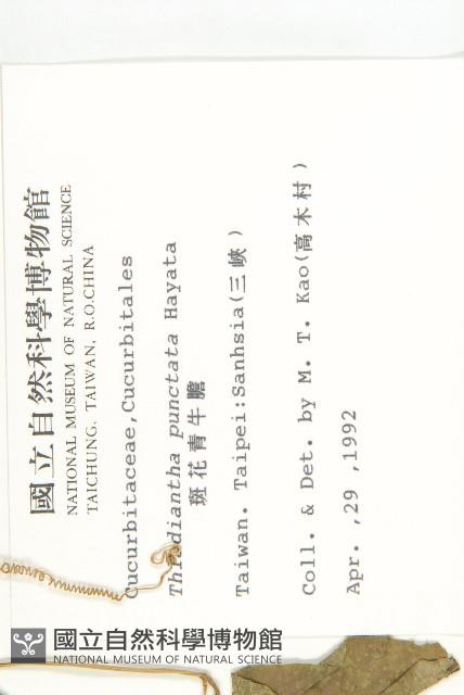 斑花青牛膽藏品圖，第2張