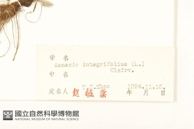 狗舌草藏品圖，第3張