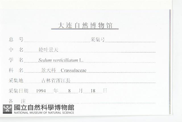 輪葉景天藏品圖，第3張