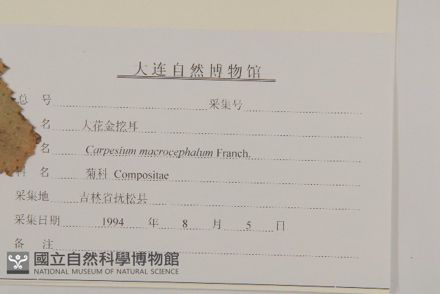 大花金挖耳藏品圖，第3張