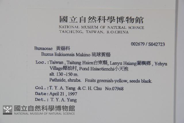 琉球黃楊藏品圖，第2張