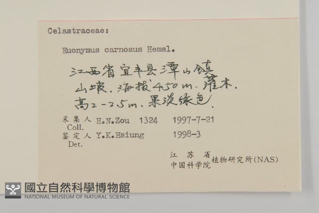 厚葉衛矛, 源一木藏品圖，第3張