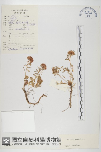 牛繁縷藏品圖，第3張