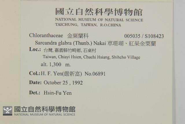 草珊瑚、紅果金粟蘭藏品圖，第2張