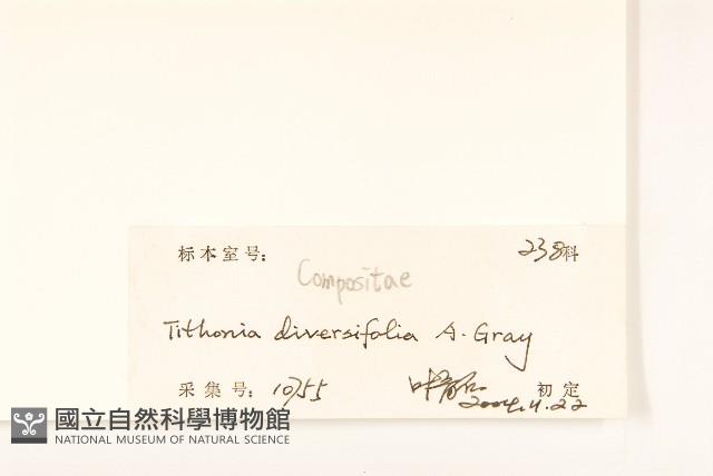 王爺葵、五瓜金英藏品圖，第3張