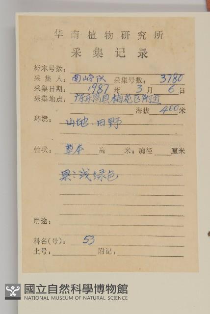 無心菜、鵝不食草藏品圖，第3張