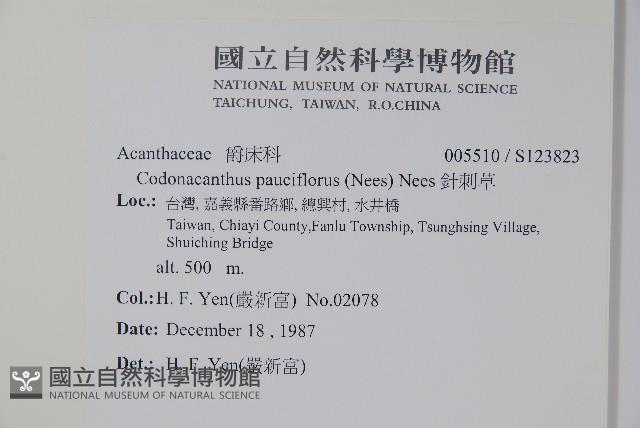 針刺草藏品圖，第2張