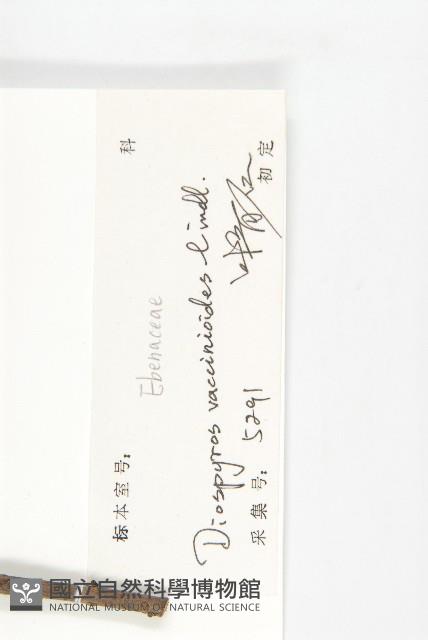 楓港柿藏品圖，第3張